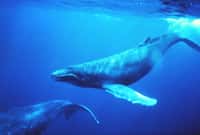 Cette baleine à bosse est en position de chant. Le chant des baleines se transmet de génération en génération par le partage social. Ce n'est pas la mère qui l’inculque au petit : le baleineau apprend grâce au partage social au sein du groupe. © NOAA