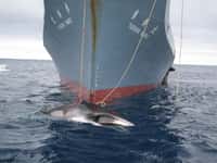 Le début de la chasse commerciale à la baleine remonterait au XIXe siècle. Avant cette période, plus d'un million de baleines à bosse vivaient dans nos océans. Aujourd'hui, il n'en resterait que 20.000. © Australian Custom, CC by-sa 3.0