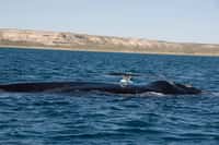 Au sein du&nbsp;genre&nbsp;Eubalaena, trois espèces différentes se côtoient : la baleine franche du Pacifique Nord (Eubalaena japonica), la baleine franche de l'Atlantique Nord (Eubalaena glacialis)&nbsp;et la baleine franche australe (Eubalaena australis,&nbsp;à l’image). Les deux espèces de l'hémisphère Nord ont été chassées au XIXe&nbsp;siècle et sont actuellement menacées d'extinction.&nbsp;© plb06, Flickr, cc by nc sa 2.0