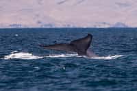 Les baleines bleues effectuent des migrations de près de 4.000 km. &copy; Mike Baird, Flickr, cc by 2.0