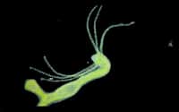L'hydre&nbsp;Hydra viridis&nbsp;est très répandue dans les&nbsp;régions&nbsp;tempérées de l'hémisphère nord.&nbsp;© James Nicholson,&nbsp;Coral Collaborative Research Facility, NCCOS NOAA CCEHBR