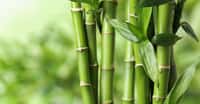 Des chercheurs ont identifié, au cœur du bambou, une structure similaire à celle du bois lamellé croisé industriel. Et ils sont parvenus à la relier à ses propriétés thermiques. De quoi, espèrent-ils, améliorer l’efficacité énergétique des bâtiments en bambou. © New Africa, Adobe Stock