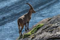 Le Bouquetin des Alpes, Capra ibex, a bien failli disparaître du massif des Alpes au XIXe siècle. ©Bernd Thaller, Wikimedia Commons, CC by-sa 3.0