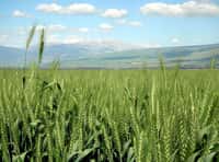 Les champs de blé OGM abritent de grandes quantités d'insectes, comme dans des champs naturels. © DR