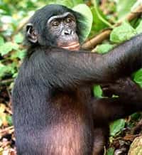 En situation de compétition, les bonobos sécrètent du cortisol. Crédit DR