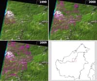 Les images Landsat montrent les routes successives (en rose) construites entre 1990 et 2009 dans une région boisée du « Cœur de Bornéo », à Sarawak. © Jane Bryan et al., Plos One, 2013