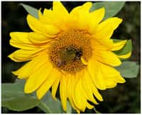 Les bourdons et les abeilles font partie de la famille des apidés (Apidae). &copy; Dawson et Chittka 2012, Plos One