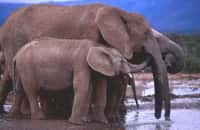 Animaux sociaux, les éléphants vivent très mal la captivité. © Ifaw