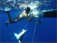 Les requins tigres, dont le corps est brun-gris et strié par des zébrures verticales, peuvent atteindre 4 m de long et peser jusqu'à 500 kg. Ils seraient responsables d'environ 20 % des attaques fatales. Cette  photographie a été prise au large de Bimini dans les Bahamas. Le plongeur essaie de libérer la proie ! © NWFblogs, Flickr, CC by-nc-nd 2.0