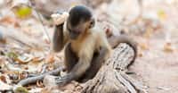 Des fouilles indiquent que les singes capucins utilisent des pierres comme outils de pilonnage depuis 3.000 ans, avec des variations dans la taille et le poids de l’outil. © Tiago Falotico, Wikimedia, CC By-4.0