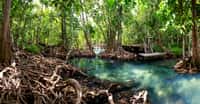 Les mangroves sont capables de stocker près de 220 tonnes de carbone par hectare. Elles concentrent la plus importante densité de carbone irrécupérable de la planète. D’où l’importance capitale de les préserver. © anake, Adobe Stock