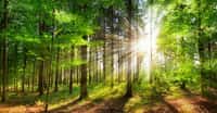 En accrochant des accéléromètres sur des arbres, les chercheurs peuvent en apprendre beaucoup sur les précipitations et l’état des santé de la forêt. © Smileus, Adobe Stock