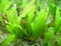 La caulerpe, une jolie algue d'aquarium... Ses frondes vert fluo sont beaucoup plus serrées et longues en Méditerranée que sur cette photo, prise en Australie. © Richard Ling, Flickr, CC by-nc-sa 2.0