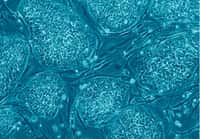 Les cellules souches possèdent le pouvoir de se différencier en n'importe quel tissu. Les premières qui furent découvertes, les cellules souches embryonnaires (CSE, à l’image) posaient un problème éthique car comme leur nom l'indique, elles sont prélevées sur un embryon humain, et nécessitent généralement sa destruction. En 2007, des chercheurs japonais sont parvenus à redonner leur état natif à des cellules déjà différenciées : ce sont les cellules souches pluripotentes induites. Ainsi, on pensait éviter les limites éthiques liées aux CSE. Encore faut-il qu'elles soient aussi sûres pour la santé humaine... © Eugene Russo, Plos One, cc by 2.5