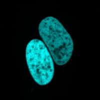 Image d'une cellule dont le noyau est rendu visible grâce à mTurquoise2. © J. Goedhart et Nature Communications