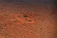Le buzz du mois : les cercles de fées namibiens, des réserves d’eau pour termites. De nombreux cercles de fées sont visibles sur cette photographie. Ils sont parcourus par des pistes laissées par le passage d'onyx. © Norbert Jürgens