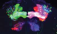 Ce spectacle multicolore est fourni par un ganglion cérébral de drosophile passé dans les mains de chercheurs américains (méthode dBrainbow). © Stefanie Hampel, Nature methods