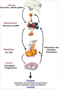 La prostaglandine E2 est essentielle à l’activation des neurones GnRH, déclencheurs de la puberté et donc de la fertilité. © Inserm