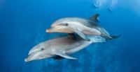 Des chercheurs allemands montrent que les Grands Dauphins peuvent détecter des champs électriques faibles dans l’eau. © Tropicalens, Adobe Stock