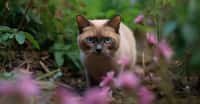 Une équipe internationale de chercheurs avance que les chats de la race burmese sont ceux qui vivent le plus longtemps. © Markus Schröder, Adobe Stock