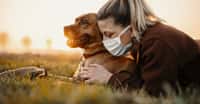 Au Texas, un chat et un chien sont les premiers animaux à avoir été testés positifs à un variant du coronavirus. © MT-R, Adobe Stock