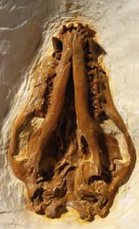 Crâne de Onychonycteris finneyi. Crédit : American Museum of Natural History (New York)