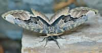 Au sortir de son œuf, la chenille Brahmaea tancrei — un papillon de nuit ici représenté et aussi appelé hibou de Sibérie — ressemble à un monstre extraterrestre. Des appendices sortent de son corps. Des appendices qui lui servent de fouet. © Valeriy Kirsanov, Adobe Stock