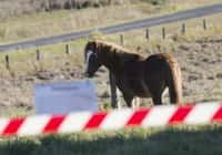 Un cheval en quarantaine, à cause du virus Hendra. ©AFP Photo/John Wilson
