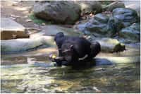 Il est arrivé que certains chimpanzés se noient dans le bassin qui entoure leur enclos. Au zoo d'Arnhem (Pays-Bas) par exemple, un chimpanzé mâle paniqué et redoutant d'être agressé par le dominant s'est jeté à l'eau et en est mort. Cette fois, l'histoire se termine bien, et Kijani et Mambala viennent de démontrer qu'un chimpanzé aussi, ça peut nager. © Raul Pons Lopez, fotolibre.org, cc by sa 2.5