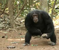 Le chimpanzé et l'Homme possèdent 98 % de leur génome en commun. &copy; Susana Carvalho