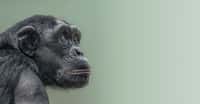 Le chimpanzé est notre cousin le plus proche. Les scientifiques lui connaissent de fait déjà quelques aptitudes cognitives. Mais ils l’ignoraient capables de comportements prosociaux. Une preuve de plus que le chimpanzé n’est pas si bête ! © neurobite, Adobe Stock