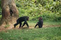 Les chimpanzés sont les primates les plus proches de l'Homme. Ces deux-ci ont été photographiés en Guinée équatoriale. © The Dilly Lama, Flickr, cc by 2.0