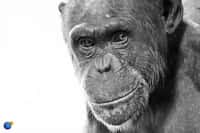 Mais où donc s'arrêtent les capacités cognitives des chimpanzés ? Plus on les étudie et plus ils nous surprennent. © Convex Creative, Flickr, cc by 2.0