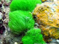 L'algue chevelue est peu répandue, elle n'existe que dans l'océan Indien et sur quelques îles du Pacifique. Elle&nbsp;pousse en touffes jusque 3 à 5 cm de haut, d'un vert vif, constituées de filaments libres et d'un court crampon filamenteux et spongieux.&nbsp;© algaebase.org&nbsp;