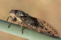 Les cigales, comme cette Cicada orni, sont des hémiptères hétérométaboles. Elles se nourrissent de la sève d'arbres et arbustes. © el chip, Flickr, cc by nc sa 2.0