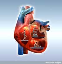 Des cellules souches de la peau transformées en cardiomyocytes pour redonner au cœur la puissance pour fonctionner correctement. Voici peut-être le traitement du futur de l'insuffisance cardiaque, pathologie qui tuerait en France chaque année plus de 30.000 personnes. © Oliver Burston, Wellcome Images, Flickr, cc by nc nd 2.0