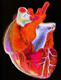 Le cœur et les vaisseaux sanguins peuvent pâtir d'une consommation forte d'ibuprofène ou de diclofénac sur une longue période. Il faut donc bien se renseigner sur l'utilisation de ces médicaments. © Gordon Museum, Wellcome Images, Flickr, cc by nc nd 2.0