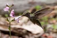 Le colibri est capable de réaliser un vol stationnaire et il lui est donc possible de prélever le nectar des fleurs et contribuer ainsi à la pollinisation, un service écologique offert par la nature. &copy; San Diego Shooter, Flickr, cc by nc nd 2.0