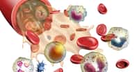 Globule rouge, plaquette sanguine, leucocyte (globule blanc) : quelle est la composition de notre sang ? © Andrea Danti, Shutterstock
