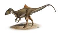 Le dinosaure Concavenator possède une bosse pointue sur le dos et quelques plumes sur les avant-bras. © Raúl Martín / Nature
