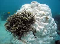 Pendant l'épisode de réchauffement des eaux en 2010, en Malaisie, certains genres de coraux n'ont pas survécu (ils apparaissent en blanc sur la photo), mais les espèces du genre Acropora se sont adaptées. &copy; UNSW