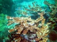 La maladie des taches blanches, dont est victime le corail corne d'élan, Acropora palmata, est causée par une bactérie transmise par l'Homme. &copy;  Jim Stuby, wikipedia, domaine public