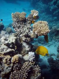 Les fonds marins, comme la Grande Barrière de corail au large de l'Australie, pourront être observés grâce à Google. &copy; Morozova Tatyana (Manamana)