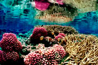 L'acidification des océans menacerait la survie des coraux. Au rythme actuel, le pH de l'eau de mer&nbsp;diminuera de 0,4 unité d'ici 2100.&nbsp;© USFWS  Pacific, Flickr, CC by 2.0
