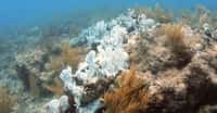 Les coraux blanchissent comme ici lorsqu’ils sont stressés par des conditions telles que des températures élevées. Ils deviennent alors particulièrement fragiles. Et des chercheurs annoncent aujourd’hui que l’augmentation des températures de la surface de la mer et l’acidification des eaux pourrait éliminer presque tous les habitats existants des récifs coralliens d’ici 2100. © Institut d’études géologiques des États-Unis