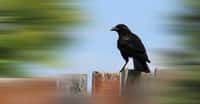 Des chercheurs de l’université de Washington à Saint-Louis (États-Unis) montrent que les corbeaux ont probablement profité de la combinaison de trois caractéristiques particulières pour conquérir le monde : des ailes qui les ont portés loin, une taille qui leur a permis de s’imposer face aux autres oiseaux et un cerveau qui les a aidés à s’adapter à de nouveaux environnements. © Alaskajade, Adobe Stock