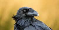 Le corbeau est souvent vu comme symbole de malheur. Mais la réalité est tout&nbsp;autre. Courageux, fidèle, sociable, le corbeau n’est en réalité… pas si bête. © Gabriel, Adobe Stock