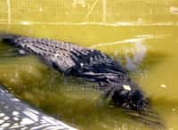 L'animal fait beaucoup parler de lui aux Philippines (ici une photographie publiée dans PhilStar). Les crocodiles de cette taille sont un danger pour les populations côtières. © Copyright © 2011-Philstar Global Corp.