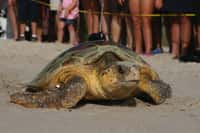 Cette tortue&nbsp;va reprendre la mer après avoir pondu. Elle a été équipée d'une balise satellite. Aux États-Unis, près d'un nid de caouanne sur quatre est creusé sur la plage de l’Archie Carr National Wildlife Refuge&nbsp;en Floride.&nbsp;©&nbsp;University of Central Florida