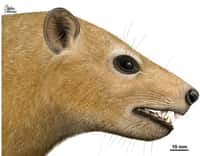 D’après les paléontologues qui ont trouvé son crâne, Ocepeia, le petit mammifère africain, n’était pas plus gros qu’un daman et pesait environ 3 kilos. © Charlène Letenneur